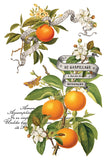 Clementine Transfer