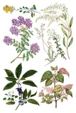 Sarah Featon's Botanicals Transfer