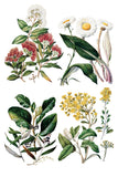 Sarah Featon's Botanicals Transfer