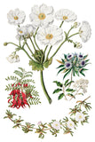 Sarah Featon's Botanicals Transfer
