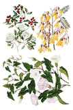 Sarah Featon's Botanicals Transfer