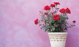 Ditsy Blooms