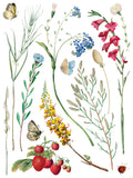 Marche des Fleurs IOD Transfer