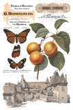 Saint Ouen IOD Transfer