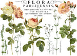 Flora Parisiensis 24x33 Decor Transfer™
