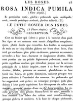 Le Petit Rosier - Small (11 x 14)