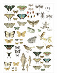 Entomology Etc. - in tube.